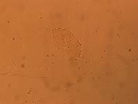 Bryodelphax dominicanus image