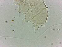 Bryodelphax dominicanus image