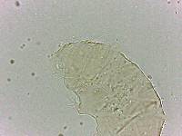 Bryodelphax dominicanus image