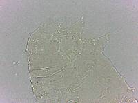 Bryodelphax dominicanus image