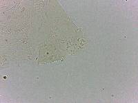 Bryodelphax dominicanus image