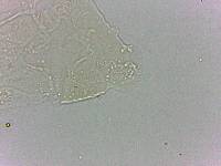 Bryodelphax dominicanus image