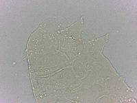 Bryodelphax dominicanus image