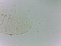 Bryodelphax dominicanus image