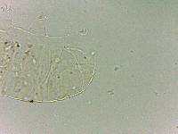 Bryodelphax dominicanus image