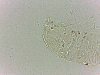 Bryodelphax dominicanus image