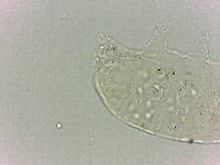 Bryodelphax dominicanus image