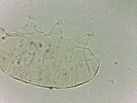 Bryodelphax dominicanus image