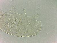 Bryodelphax dominicanus image