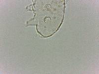 Bryodelphax dominicanus image