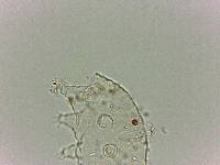 Bryodelphax dominicanus image