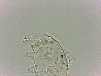 Bryodelphax dominicanus image
