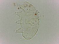 Bryodelphax dominicanus image