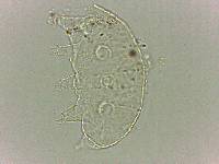 Bryodelphax dominicanus image
