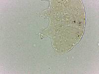 Bryodelphax dominicanus image