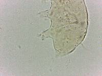 Bryodelphax dominicanus image
