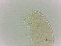 Bryodelphax dominicanus image