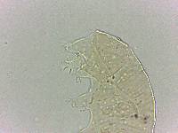 Bryodelphax dominicanus image