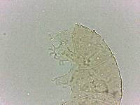 Bryodelphax dominicanus image