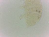 Bryodelphax dominicanus image