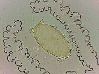 Bryodelphax parvulus image