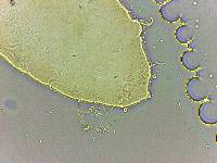 Bryodelphax parvulus image
