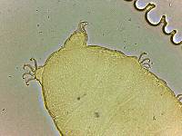 Bryodelphax parvulus image
