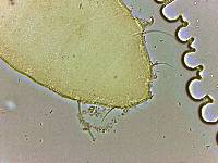Bryodelphax parvulus image
