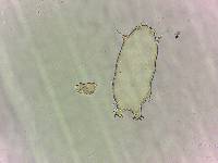 Bryodelphax tatrensis image