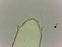Bryodelphax tatrensis image