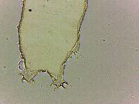 Bryodelphax tatrensis image