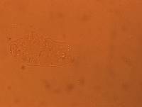 Calohypsibius ornatus image