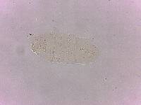 Calohypsibius ornatus image