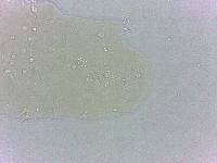Calohypsibius ornatus image