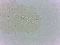 Calohypsibius ornatus image