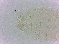 Calohypsibius ornatus image