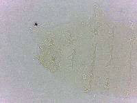 Calohypsibius ornatus image