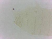 Calohypsibius ornatus image