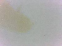 Calohypsibius ornatus image