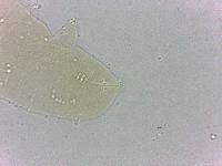 Calohypsibius ornatus image