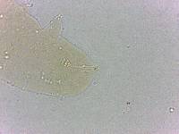 Calohypsibius ornatus image
