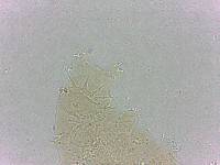 Calohypsibius ornatus image
