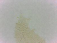Calohypsibius ornatus image