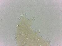 Calohypsibius ornatus image