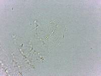 Calohypsibius ornatus image
