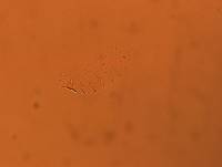 Calohypsibius ornatus image