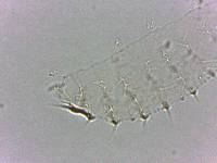 Calohypsibius ornatus image
