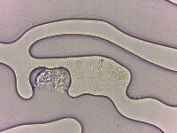 Calohypsibius ornatus image