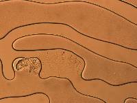 Calohypsibius ornatus image
