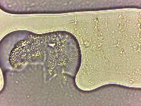 Calohypsibius ornatus image